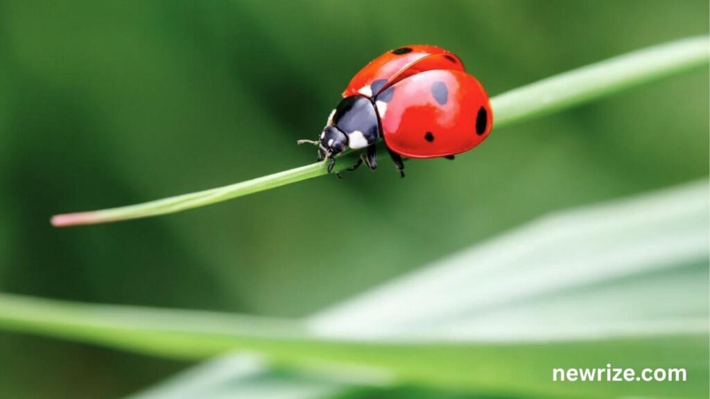What Do Ladybugs Eat?